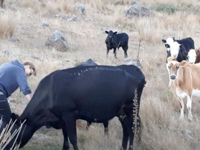 Birthday fundraiser for Save a Herd