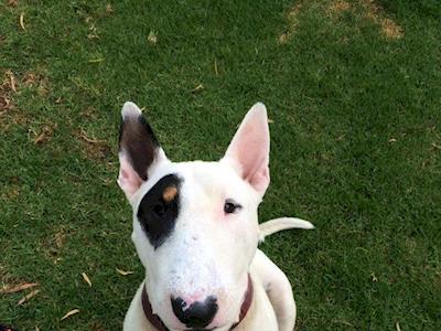 Steve the English Bull Terrier