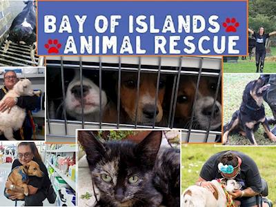 Bay of Islands Animal Rescue Trust - Givealittle