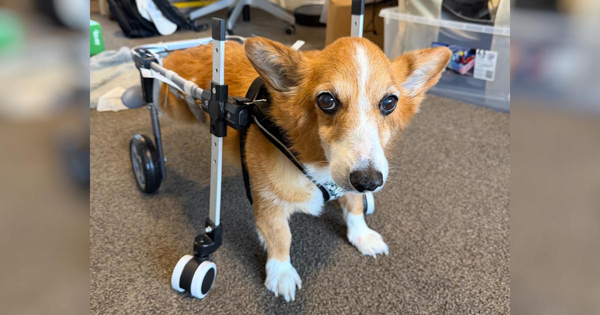 Help Bambi Walk Again: Spinal Surgery for Our Corgi - Givealittle
