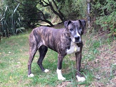 Help with Princess Rat's Vet Bills