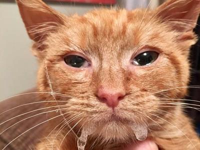 Help Save Kittens Like Amelie!