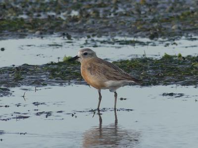 Fundraising for Quiet Sky Waitematā Incorporated