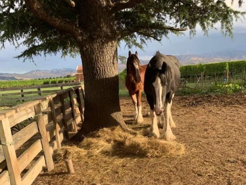 Iconic local horses die suddenly of unknown causes Questions Givealittle