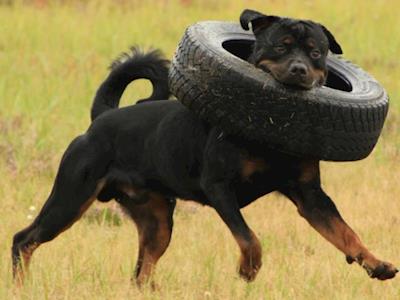 Rottweiler Rescue-K9 Support Vehicle Fundraiser
