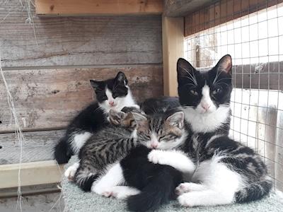 Taranaki Animal Protection Trust