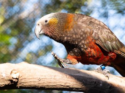 Building the Bridge to the Brook: A New Kaka Aviary