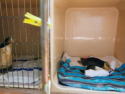 Help us save the yellow-eyed penguin