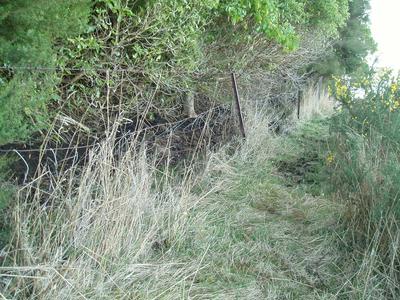 Help protect native bush at Ōhinetahi