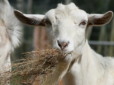 Winter feed for furry friends in need