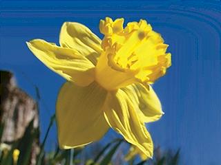 Daffodil Day 25 Hour Circuit Challenge