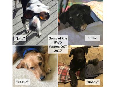 Retired Working Dogs - Veterinary bills