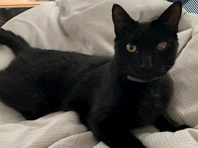 Slinky Malinky needs eye surgery