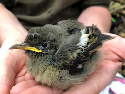 Help Rotokare Scenic Reserve Trust, help kiwi, help hihi.