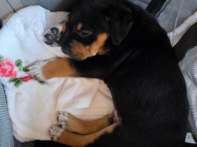 Rally for a Rescue Pup - We Need Your Help After Today’s URGENT Surgery!