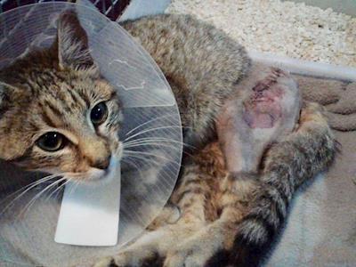 LITTLE FRANKIE NEEDS YOUR HELP