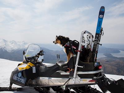 Aspiring Avalanche Dogs