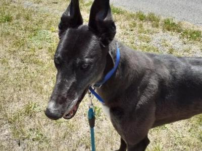 I've teamed up with Greyhound Gus (Come a Guster) to raise to raise funds for Greyhounds as Pets' Annual Appeal Week.