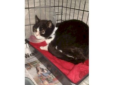 BigBoy's Eye Surgery