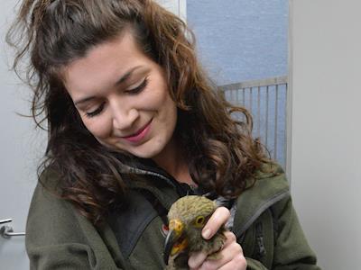 Sponsor a kea needing treatment for lead poisoning!