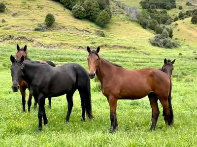 Standardbred Stable to Stirrup Charitable Trust