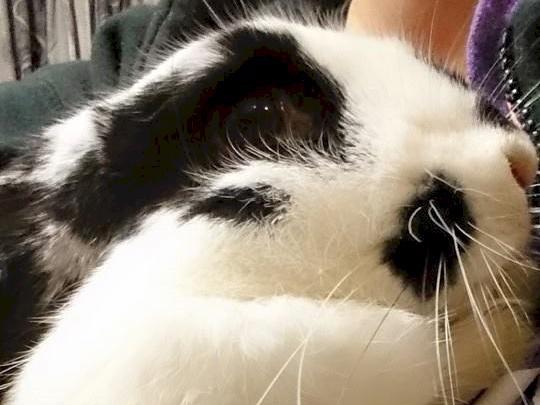 One of rabbit's eye is bulging