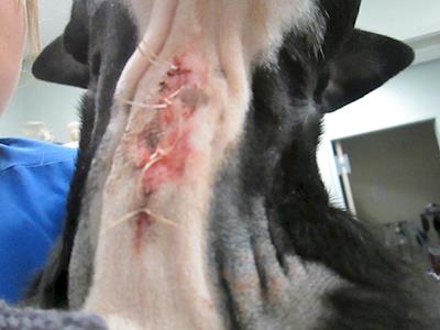 Help Kawerau SPCA pay for Nash's surgery to remove an embedded fishhook.