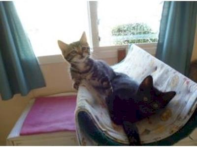 A Run for Arrc - Animal Rescue & Rehab Centre