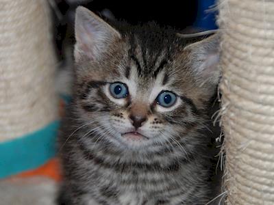 Kitten Inn needs your help!