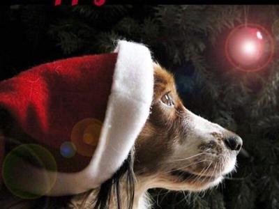12(ish) strays of Christmas...