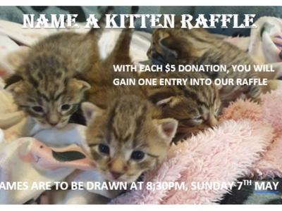NAME A KITTEN RAFFLE