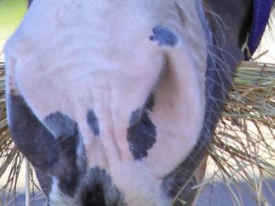 Summer is coming - time to get the hay in.