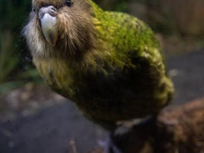 SAVE THE NZ NATIVE KAKAPOS