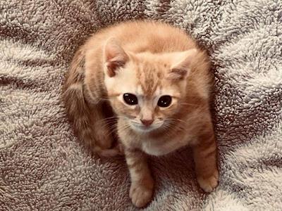 Taranaki Animal Protection Trust