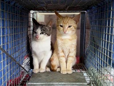 Help Us Rescue Cats and Kittens In Need!