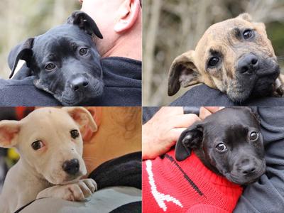 David Goggins Challenge for Country Retreat Animal Sanctuary