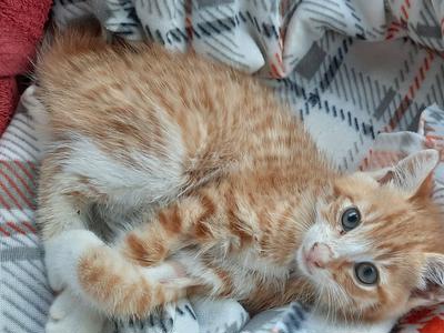 Little Russell 1- Hawk -0