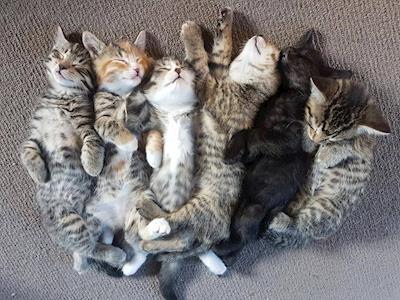 Cat Rescue Dunedin Charitable Trust Board