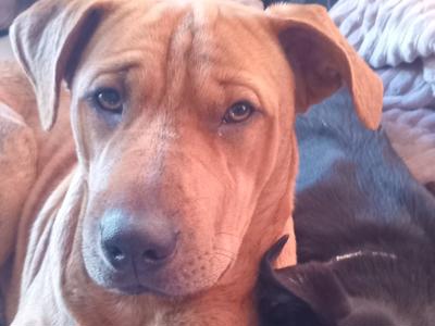 Scooby-Doo needs dental work