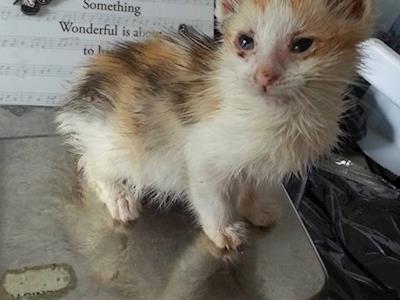 CAT LOVERS-CAN YOU SPONSOR A SNIP AND HELP US STOP THE SUFFERING?