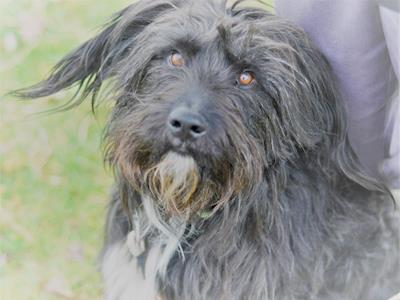 Hairy Maclary needs surgery!