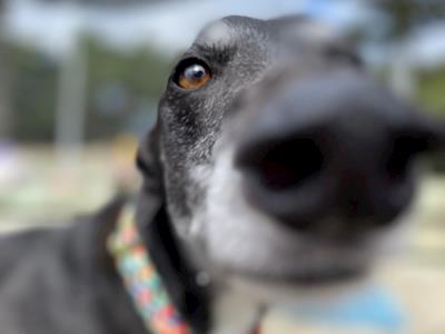 Donate to my fundraiser for Greyhounds As Pets Annual Appeal 2021