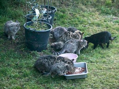 Please help Mary to spay/neuter Feraluna Cat Colony!