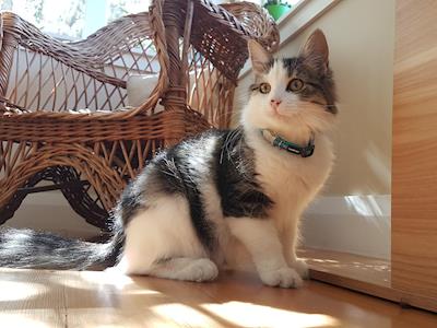 Help me to help them rescuing more "Bea"