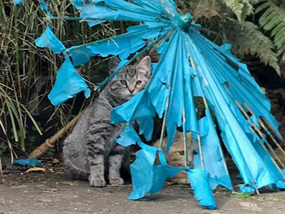 Jaqui's stray cats desexing fund