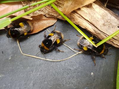 Save the bees 🌼🐝