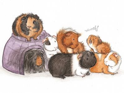 Help Guinea Pig Rescue Pay Vet Fees