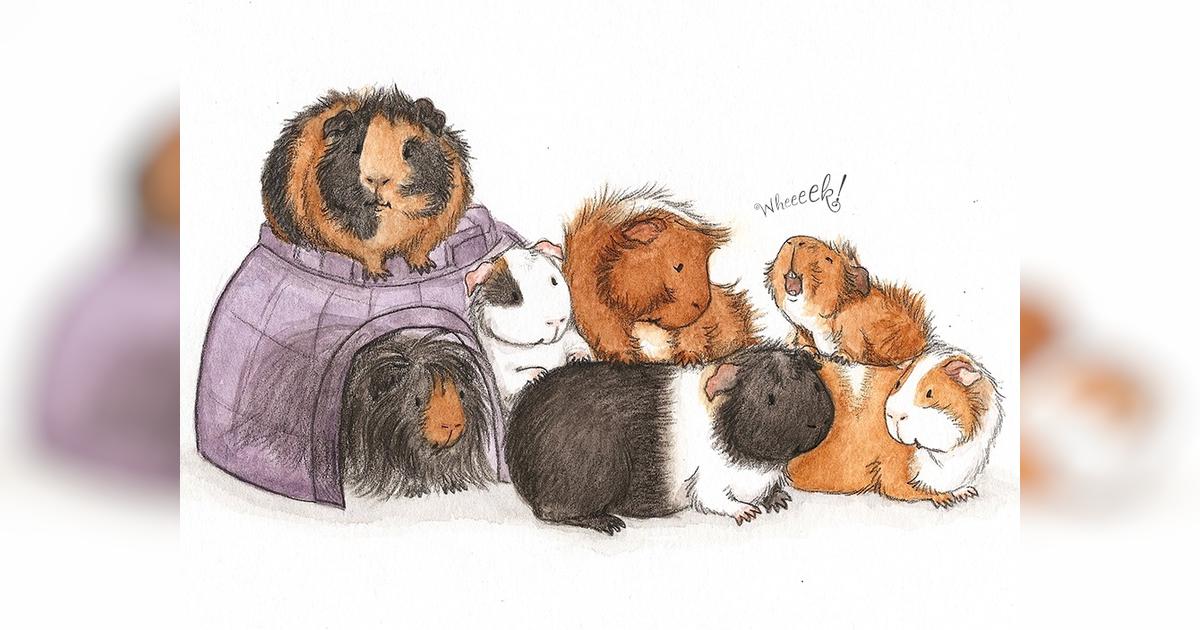 Help Guinea Pig Rescue Pay Vet Fees Givealittle