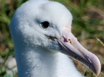 Track the Royalcam Chick