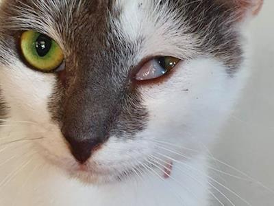 Lulu needs polyp removed in inner ear